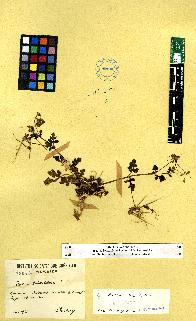 spécimen de Erodium sp.