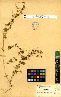 spécimen de Erodium sp.