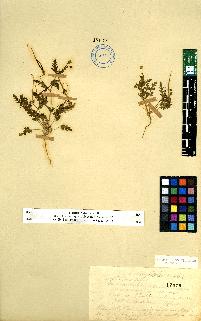 spécimen de Erodium sp.