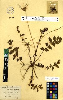 spécimen de Erodium sp.