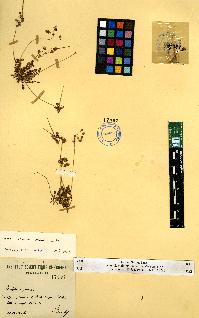 spécimen de Erodium sp.