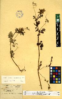 spécimen de Erodium sp.