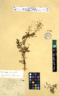 spécimen de Erodium sp.