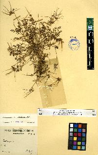 spécimen de Erodium sp.