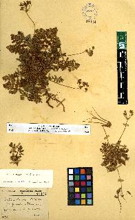 spécimen de Erodium sp.