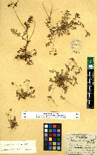 spécimen de Erodium sp.