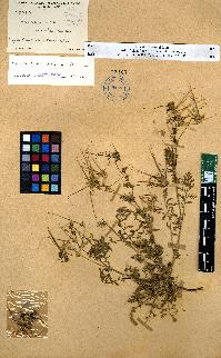 spécimen de Erodium sp.