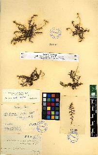 spécimen de Erodium sp.