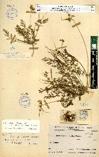 spécimen de Erodium sp.