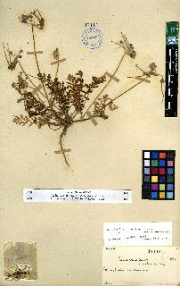 spécimen de Erodium sp.