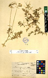 spécimen de Erodium sp.