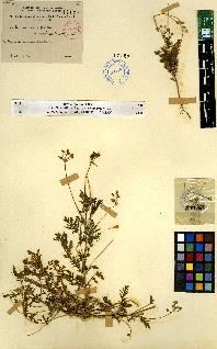 spécimen de Erodium sp.