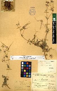 spécimen de Erodium sp.