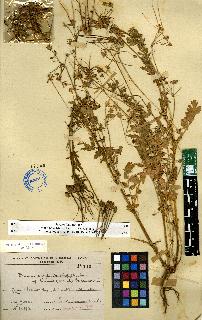 spécimen de Erodium sp.