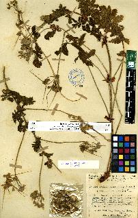 spécimen de Erodium sp.