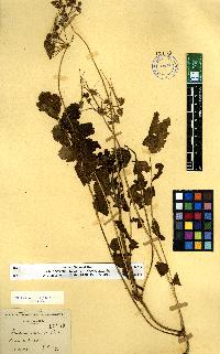 spécimen de Erodium sp.