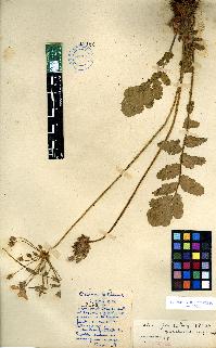 spécimen de Erodium sp.