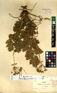 spécimen de Erodium sp.