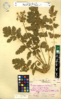 spécimen de Erodium sp.