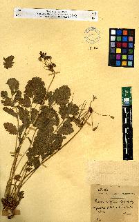 spécimen de Erodium sp.