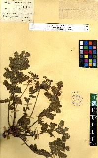 spécimen de Erodium sp.