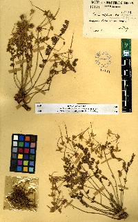 spécimen de Erodium sp.