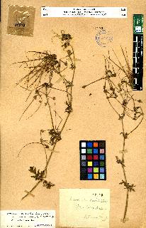 spécimen de Erodium sp.