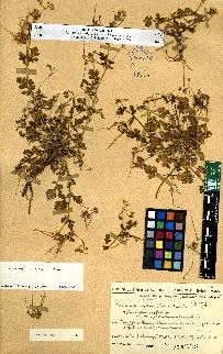 spécimen de Erodium sp.