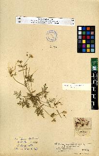 spécimen de Erodium sp.