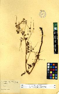 spécimen de Erodium sp.