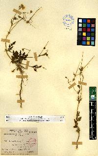 spécimen de Erodium sp.