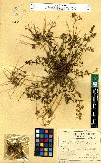 spécimen de Erodium sp.