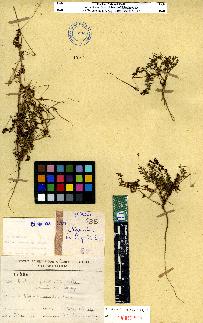 spécimen de Erodium sp.