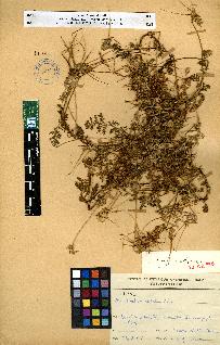 spécimen de Erodium sp.