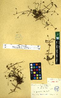 spécimen de Erodium sp.