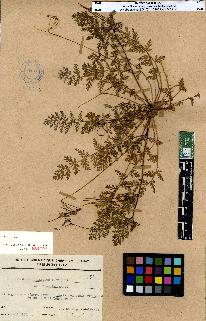 spécimen de Erodium sp.