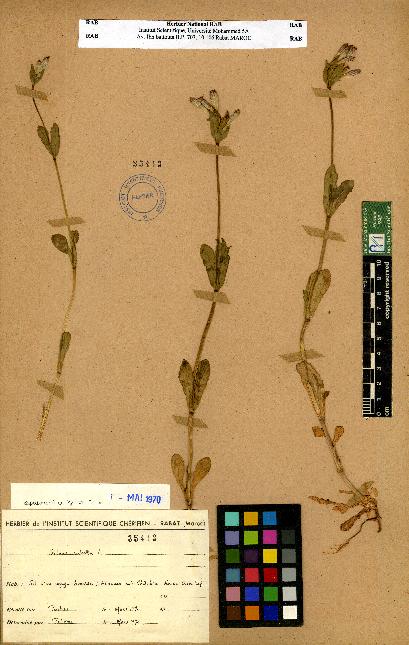 spécimen de Silene sp.