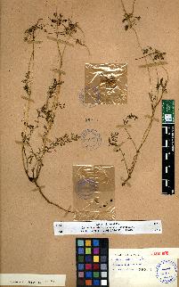 spécimen de Erodium sp.