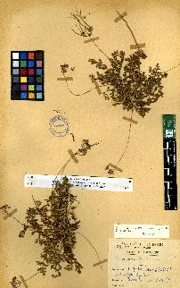 spécimen de Erodium sp.