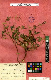 spécimen de Erodium sp.