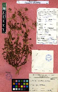 spécimen de Erodium sp.