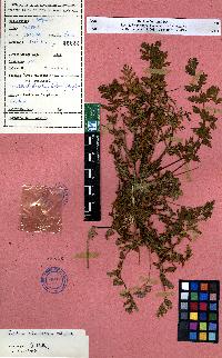 spécimen de Erodium sp.