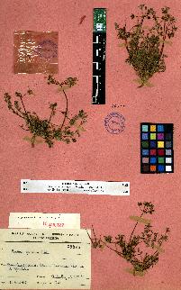 spécimen de Erodium sp.