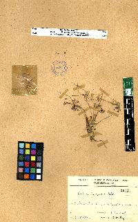 spécimen de Erodium sp.