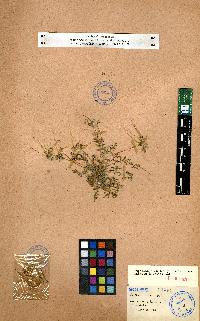 spécimen de Erodium sp.