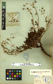 spécimen de Erodium sp.