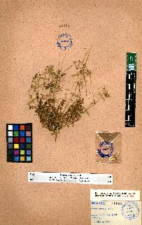 spécimen de Erodium sp.