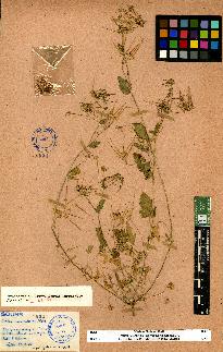 spécimen de Erodium sp.