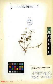 spécimen de Erodium sp.