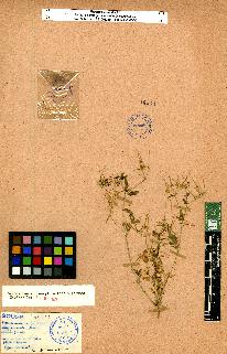 spécimen de Erodium sp.